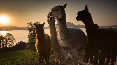 Alpakas im Sonnenuntergang